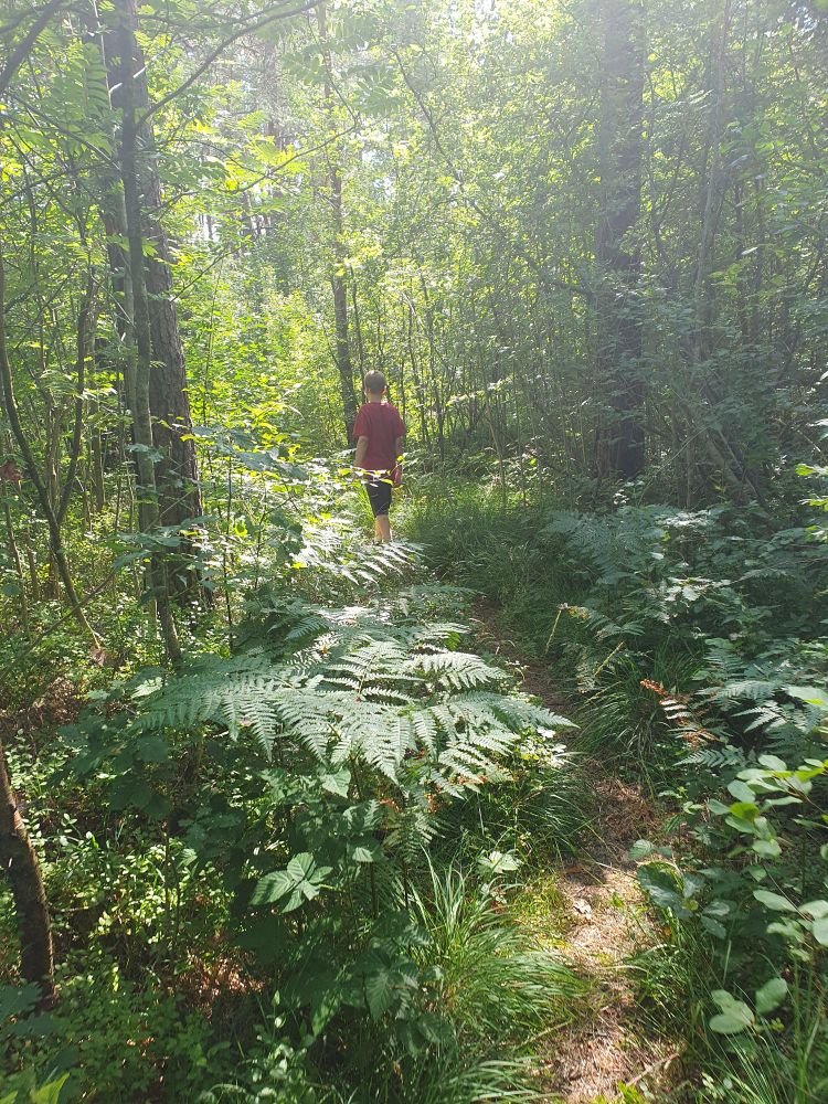 A trail through very green forest with dappeled sunlight.
An young boy is walking ahead, almost lost in the greenery but just 10m away.