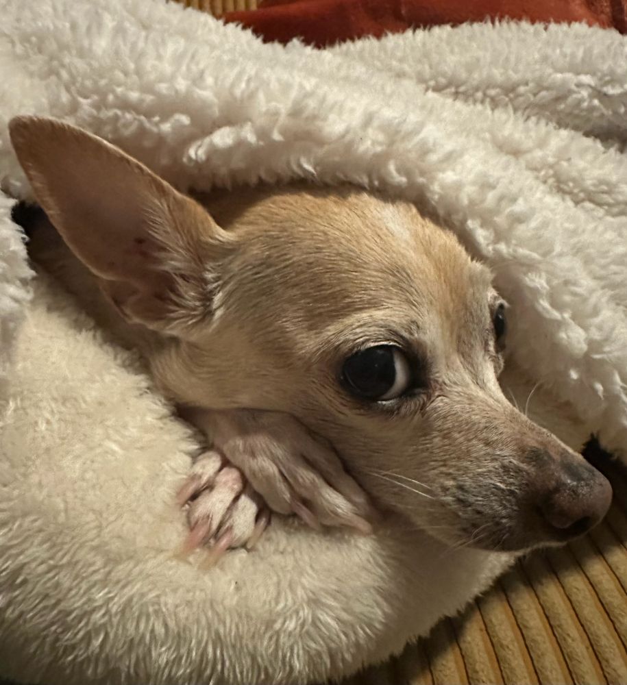 Chihuahua dog with eyes up and paws crossed on a bed. 
