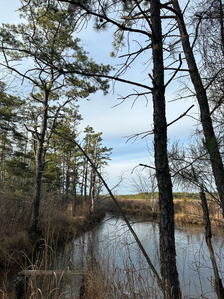 A tree in the forest near a body of water. 