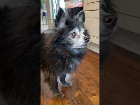 Cheese Tax - Original 🧀 (Puppy Songs) #cutedog #dogs #puppysongs