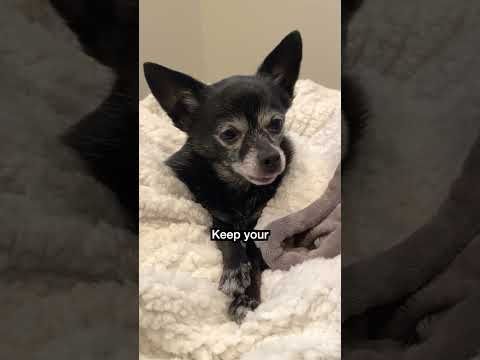 Keep Your Paws Polite by Puppy Songs