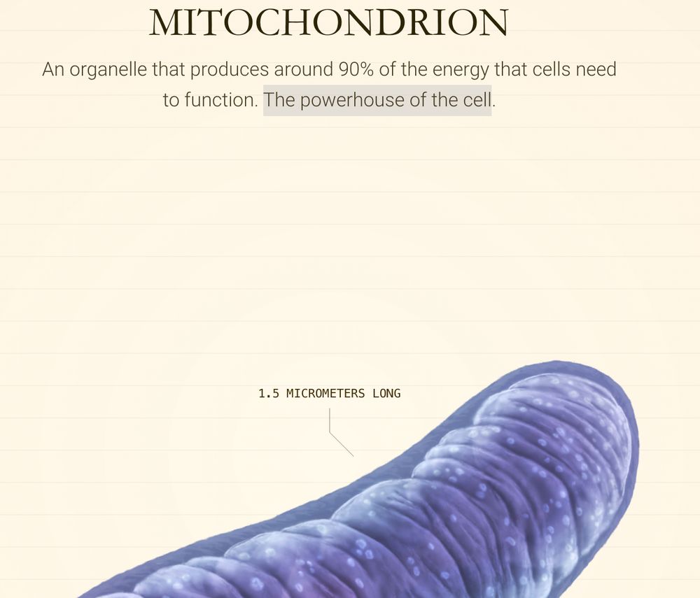 screenshot of the mitochondrion section, title: "Mitochondrion" text: "An organelle that produces around 90% of the energy that cells need to function. The powerhouse of the cell", with the last sentence highlighted by the user.