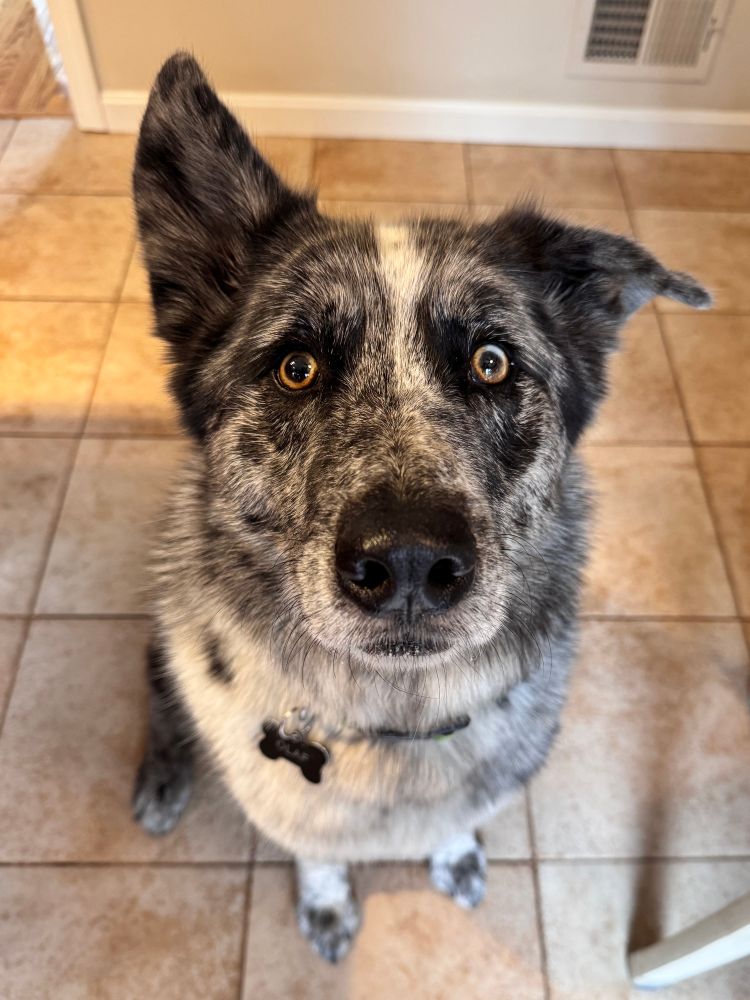 He wants the cheese I’m holding 