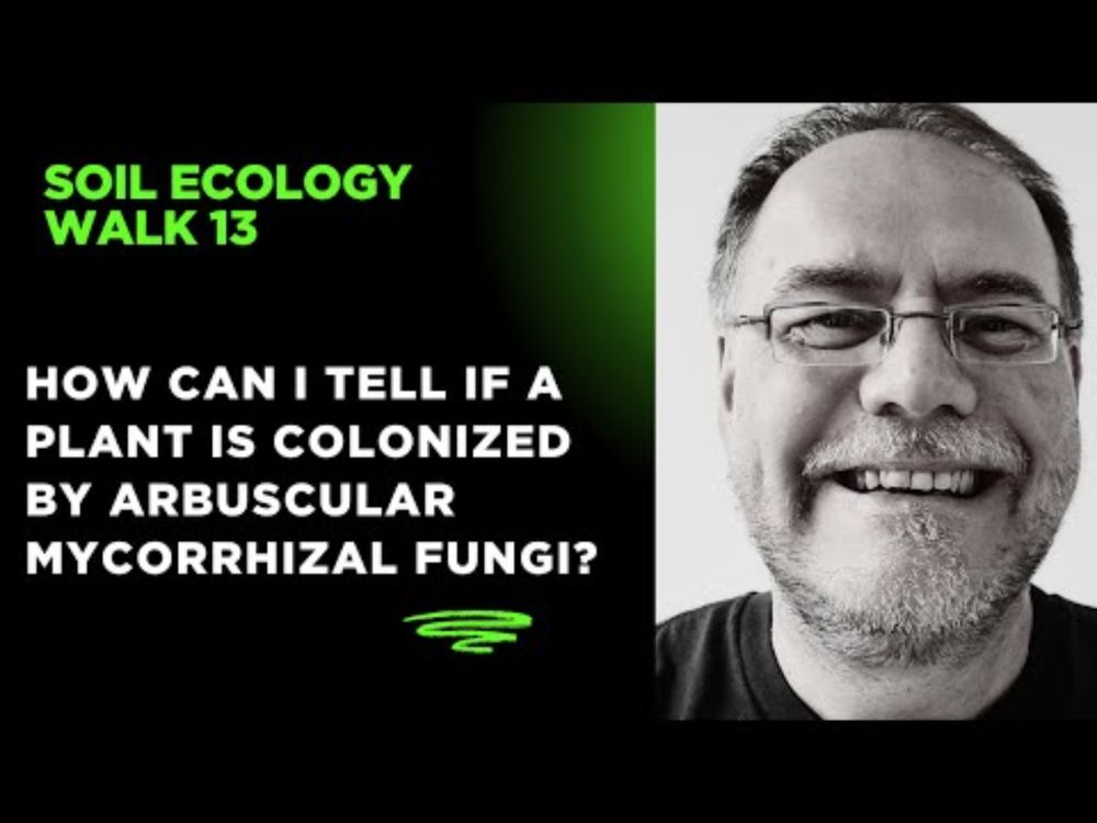 How can I tell if a plant is colonized by arbuscular mycorrhizal fungi? #soil #soilhealth #fungi