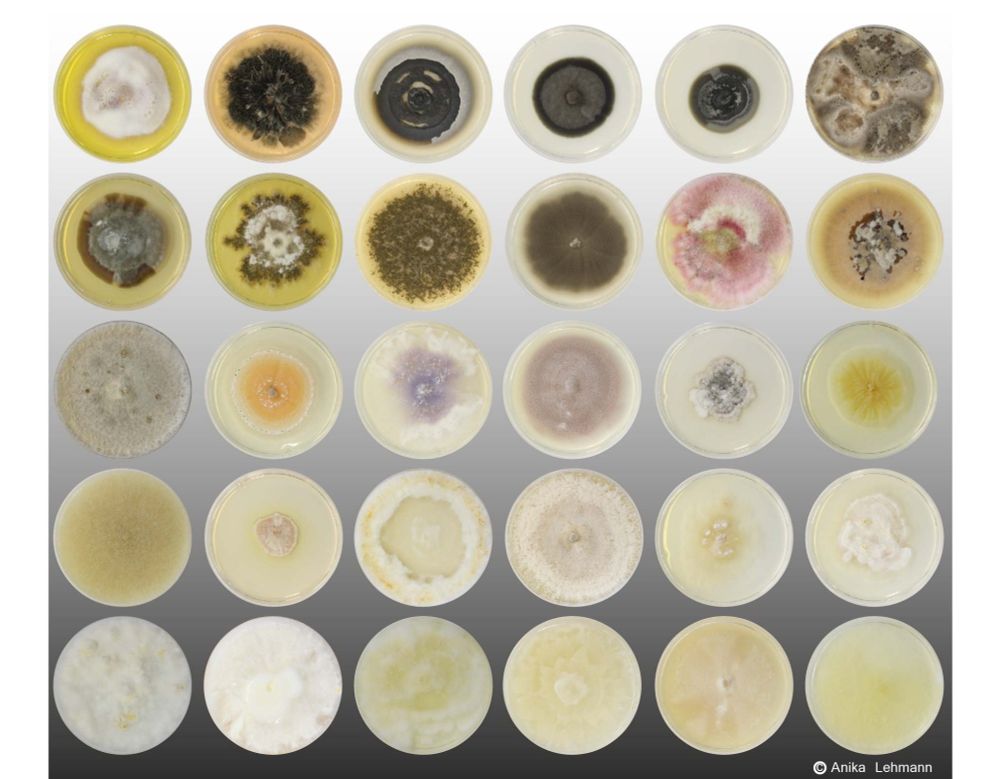 Fungi; picture by Dr. Anika Lehmann.