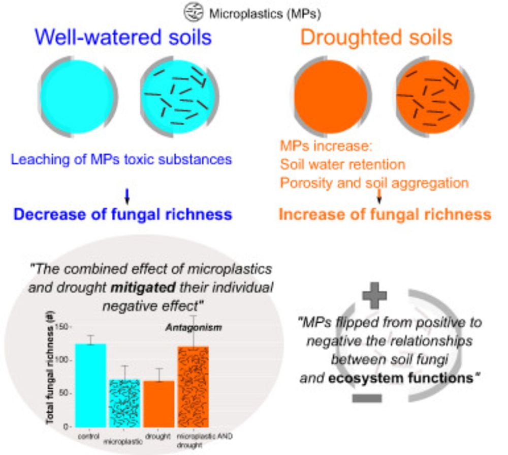 Microplastic fibres affect soil fungal communities depending on drought conditions with consequences for ecosystem functions