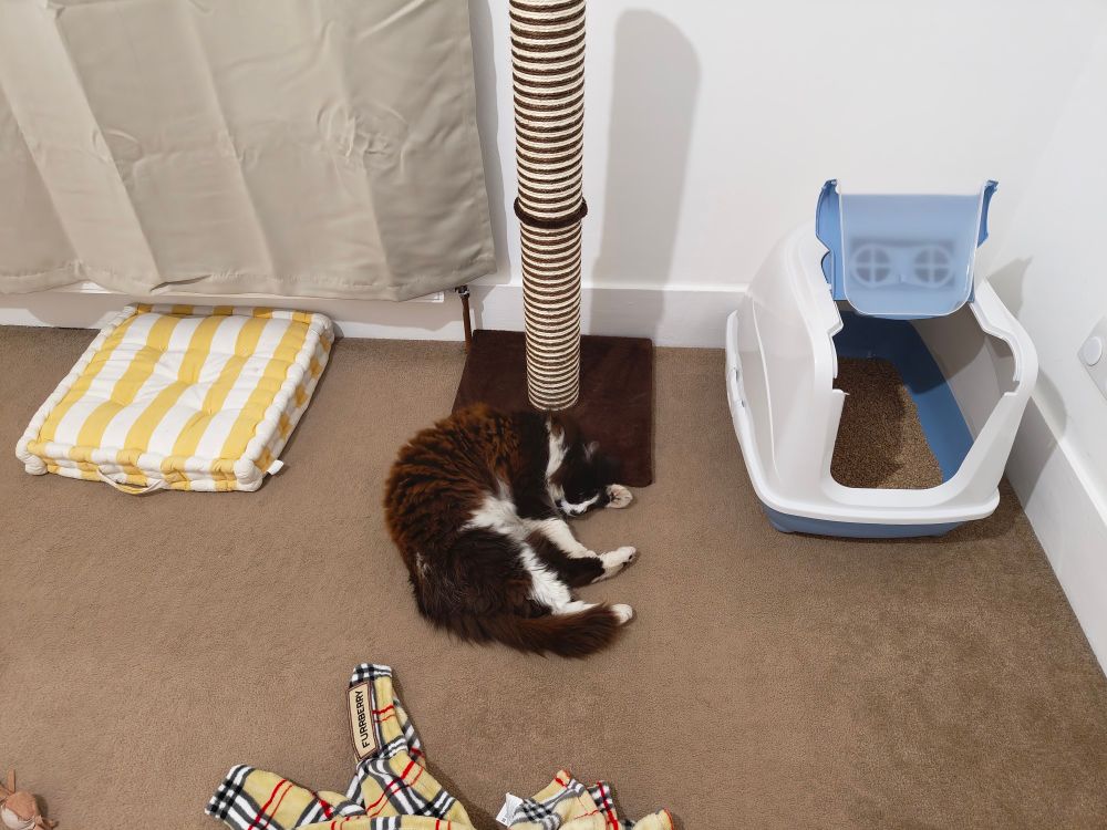 My fluffy black and white cat absolutely zooted on catnip