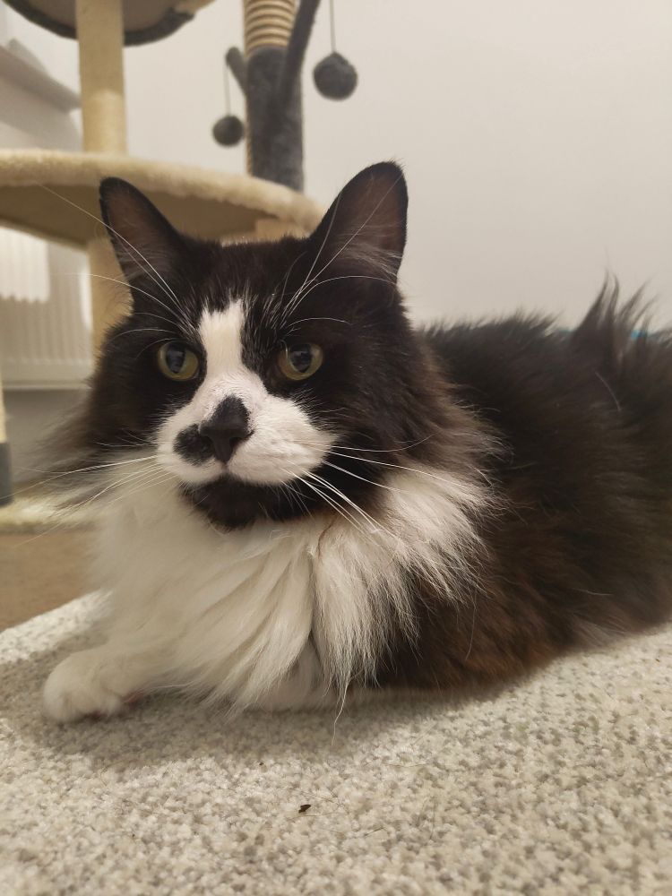 A majestic, fluffy black and white cat, looks calmly into the distance while relaxing on a rug beside a scratching post