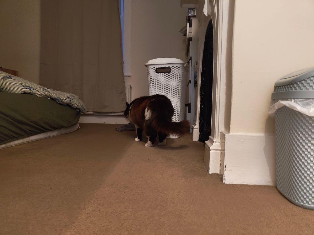 My fluffy black and white cat exploring a bedroom