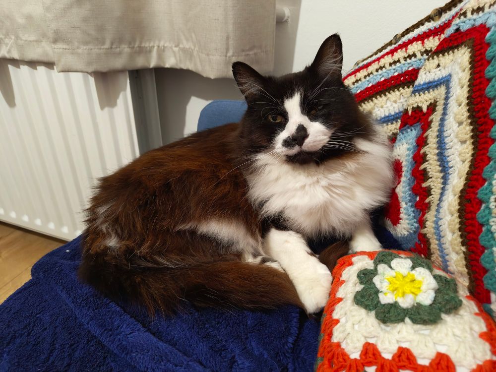 A fluffy tuxedo cat curled up on a blanket, surrounded by cushions, staring soberly into the camera