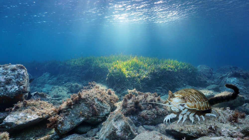 A giant isopod photoshopped into an undersea background with cat ears and a cat tail photoshopped on