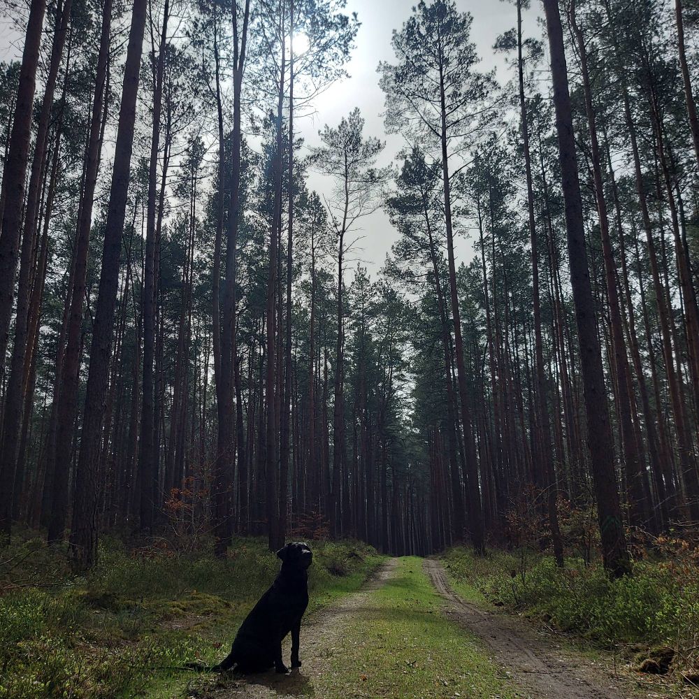 Foto im Wald. Man sieht einen Waldweg und hohe Nadelbäume. Es ist sonnig.Auf dem Weg sitzt ein schwarzer Labrador und hält seine Schnauze in die Sonne.