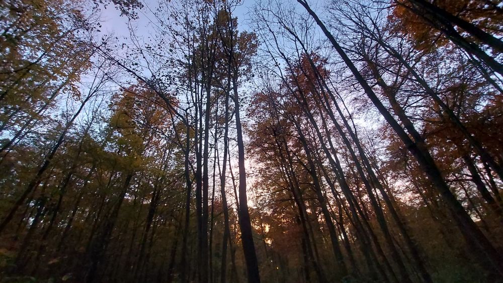 Ein Foto, Im Vordergrund Bäume eines Laubwalds, im Hintergrund geht die Sonne unter und lässt den Himmel orange  leuchten. 