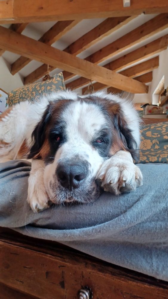 Ciboulette le St Bernard couchée sur un canapé la tête entre les pattes
