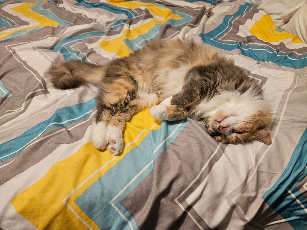 Medium haired calico cat lying belly up on a bed 