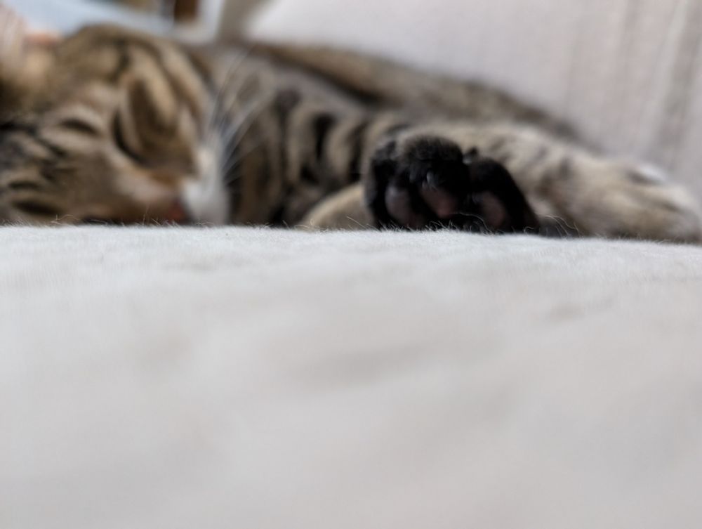 ソファでくつろぐ　おおきいおにく　かわいいねこ