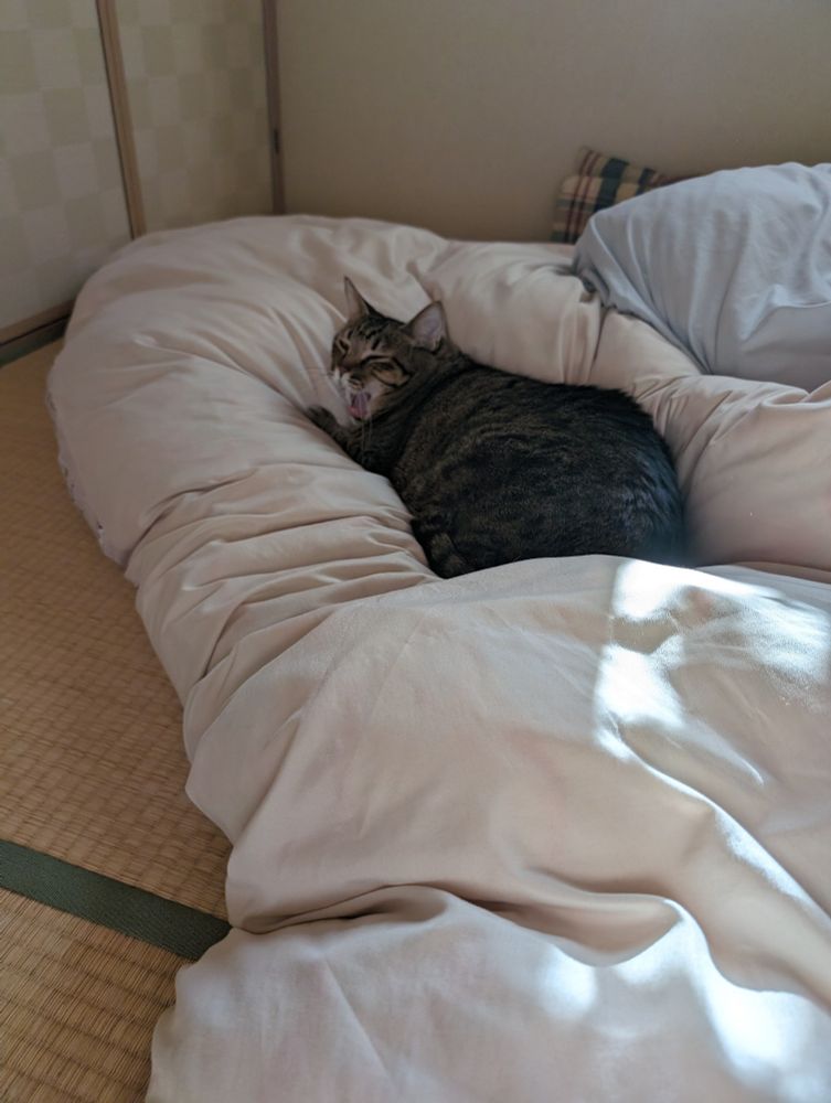 干しているおふとんにダイブする　おおきいおにく　おにくみたいなねこのことを　「フトンヘコマシ」　っていうんだって