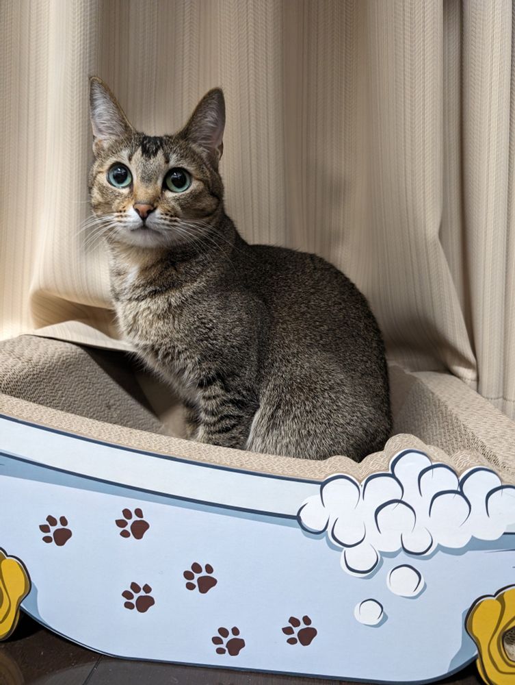 バスタブの形をした　つめとぎの中におさまっている　ちいさいおにく　かわいいねこ