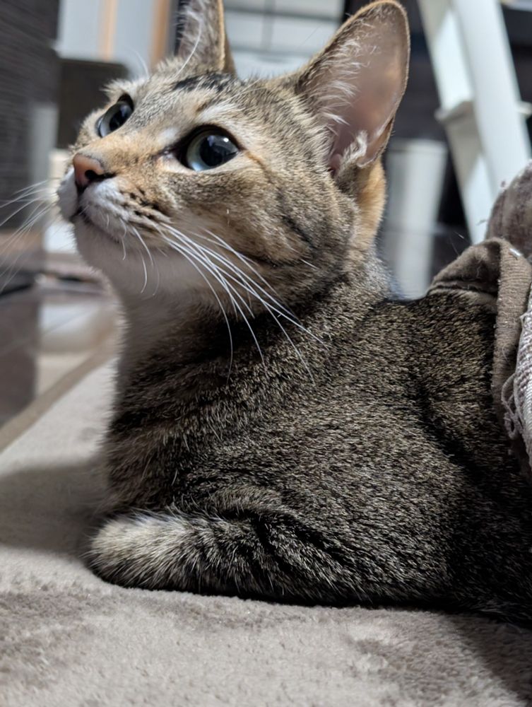 こたつからでてきて　クールダウンしている　ちいさいおにく　かわいいねこ