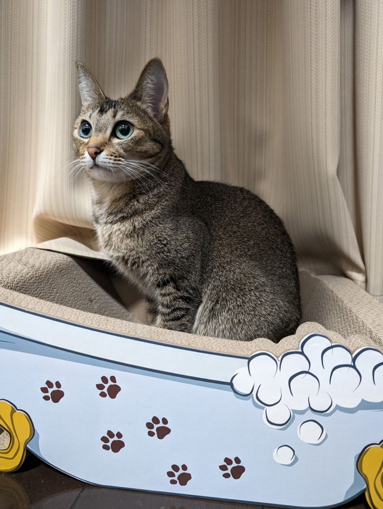 なにもない方向をみて　じっとしている　ちいさいおにく　かわいいねこ　そこになにがあるの？