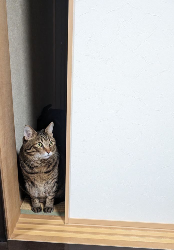 暗がりからひかえめに顔をのぞかせて　かまってアピールするおにく　かわいいねこ