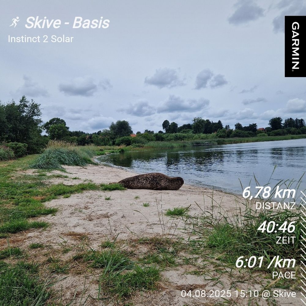 Ein Robbe liegt am Ministrand entlang des Laufweges dazu die Laufstatistik des heutigen Laufes 6,78km in 40:46min