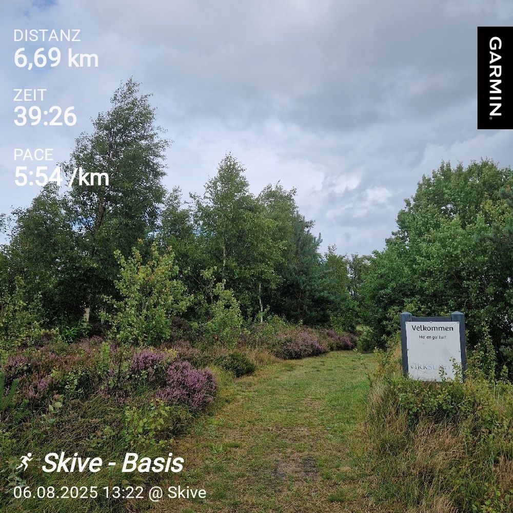 Ein Rasenweg zwischen blühender Heide und Birken dazu die Laufstatistik des heutigen Laufes 6,69km on 39:26min