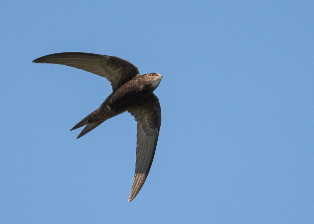 Common Swift. Philip Croft/ BTO