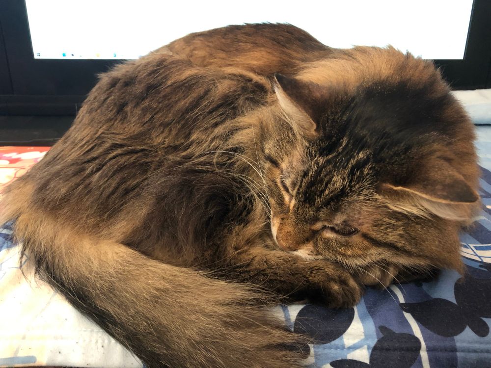 He also did everything in his power to make sure I took breaks and did more important things like pay attention to him.
Rascal a domestic longhair tabby curled up on my desk infront of my tablet.