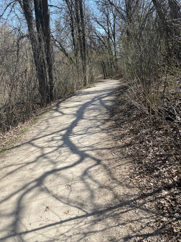 Winding path through the woods dappled with sunlight 