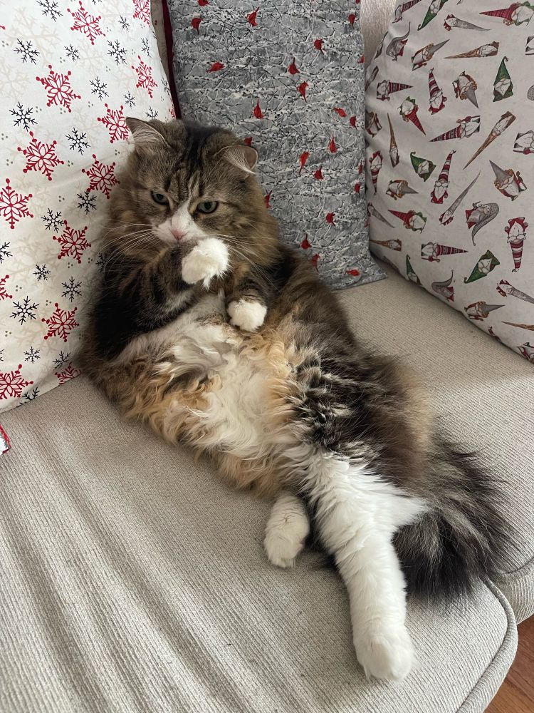 A Siberian tabby cat leaning back on the couch washing itself 