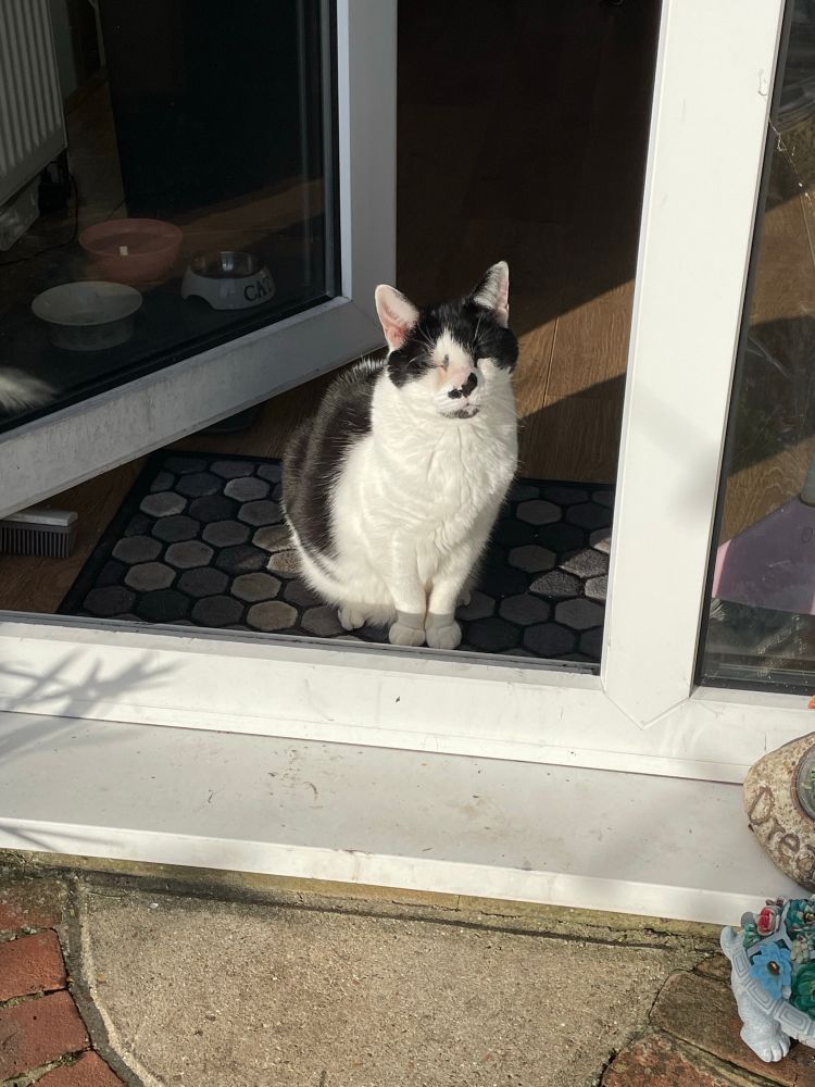 Remy the tuxedo cow cat enjoy the sun while it lasts