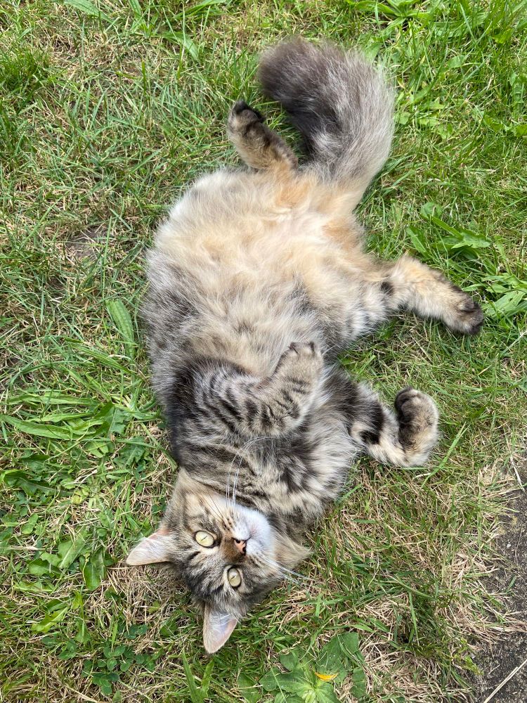 Aria AKA Missy