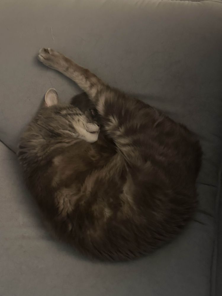 a photo of a grey striped cat sleeping in a full shrimp position with one back leg parallel to his head