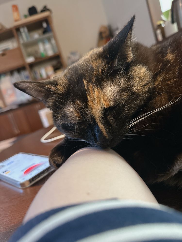 A front-face view of previous photo of Luna the cat on my arm