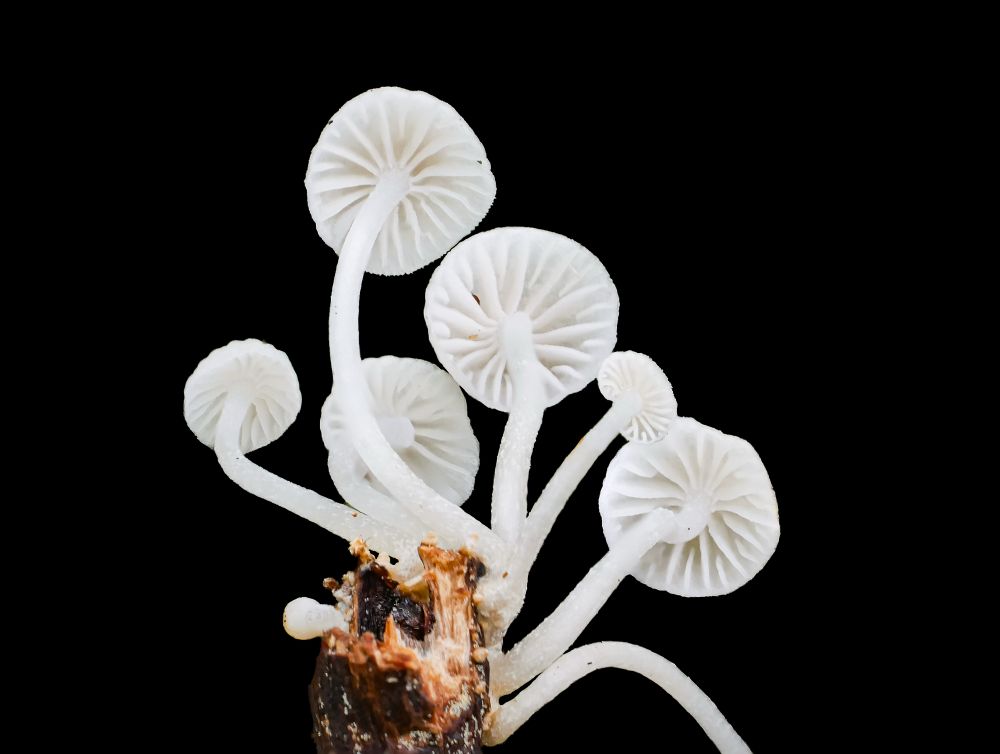 Mycena jingyinga