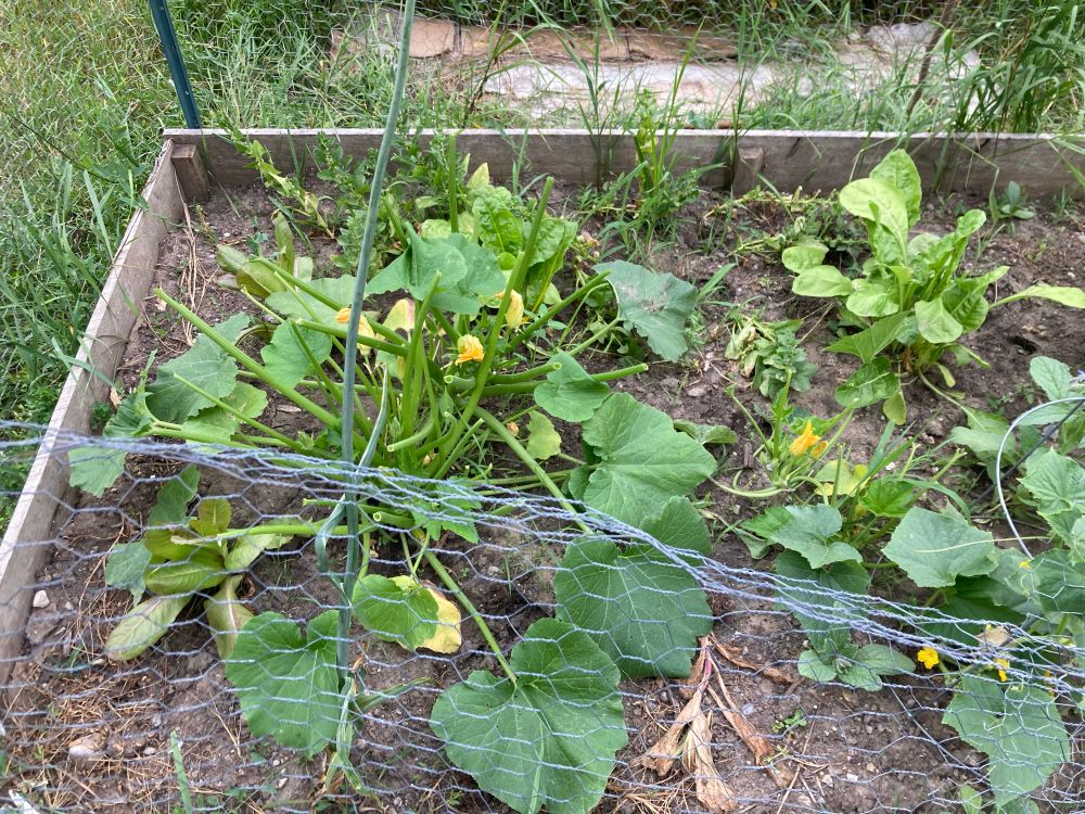 A raised garden bed containing a zucchini plant and a couple of other cucurbit vines (and a small clump of chard and some spinach that’s gone to seed). Despite the chicken wire around the perimeter of the bed, most of the zucchini plant’s stems end abruptly in bite marks; the only remaining leaves are at ground level. The vine to its right has also been munched. Many yellow flowers and a few immature fruits are now exposed to the viewer. 