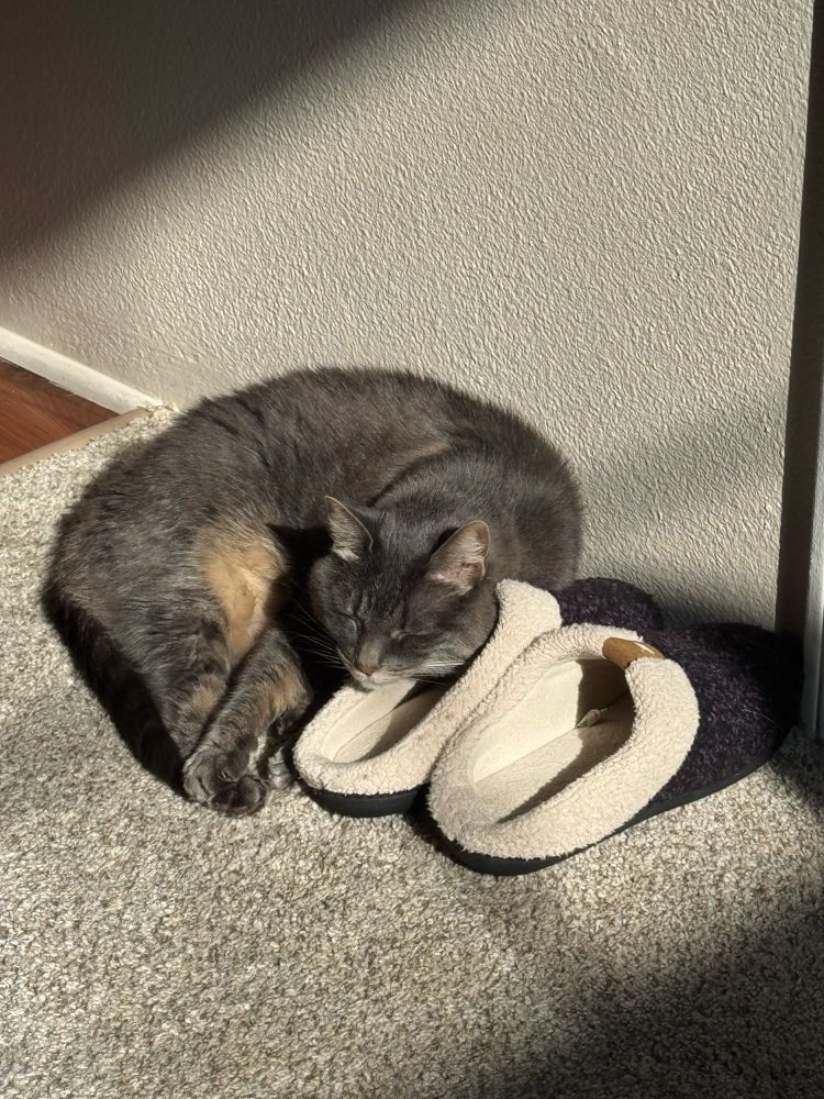 a grey tabby sleeps peacefully on a pair of slippers. she basks in the golden ray of the autumn afternoon. this is Raspberry. She loves you unconditionally.