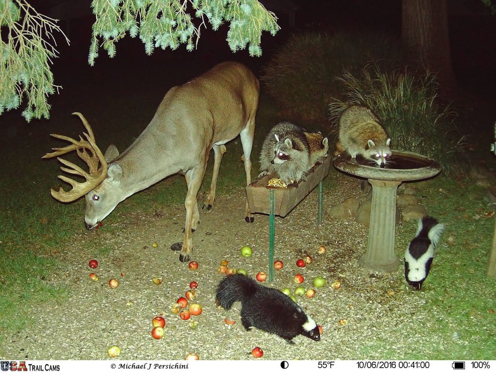 Woodland creatures eating apples off the ground forest cam image two raccoons, two skunks one deer buck with antlers