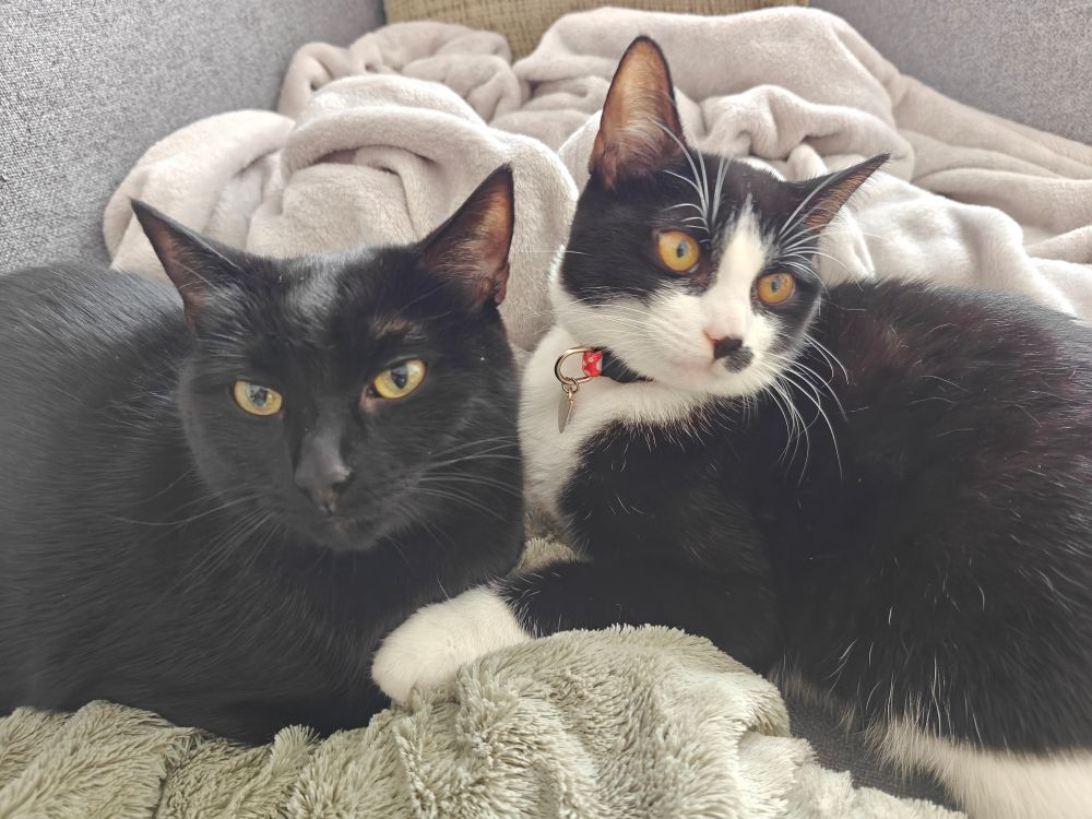 Lovely perfect black cat and a silly black and white kitten 