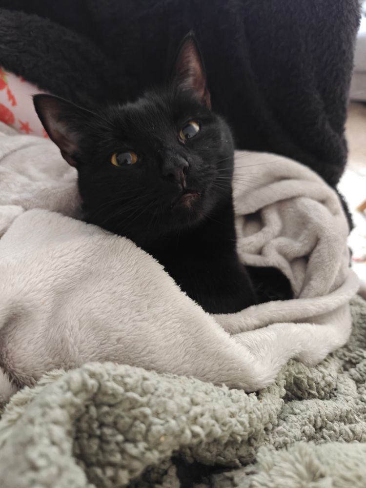 Cute black cat in blanket