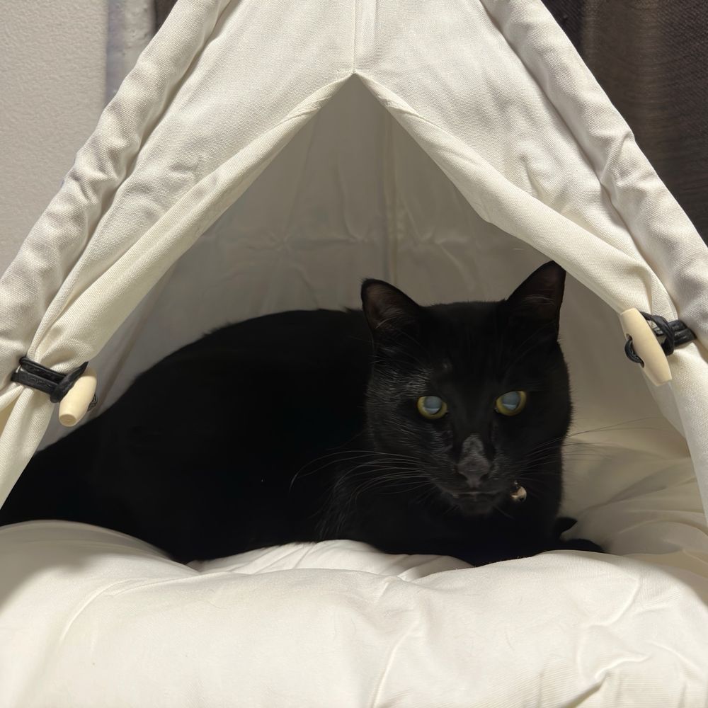 テントに入ってる黒猫

猫　ねこ　cat blackcat goodmorning