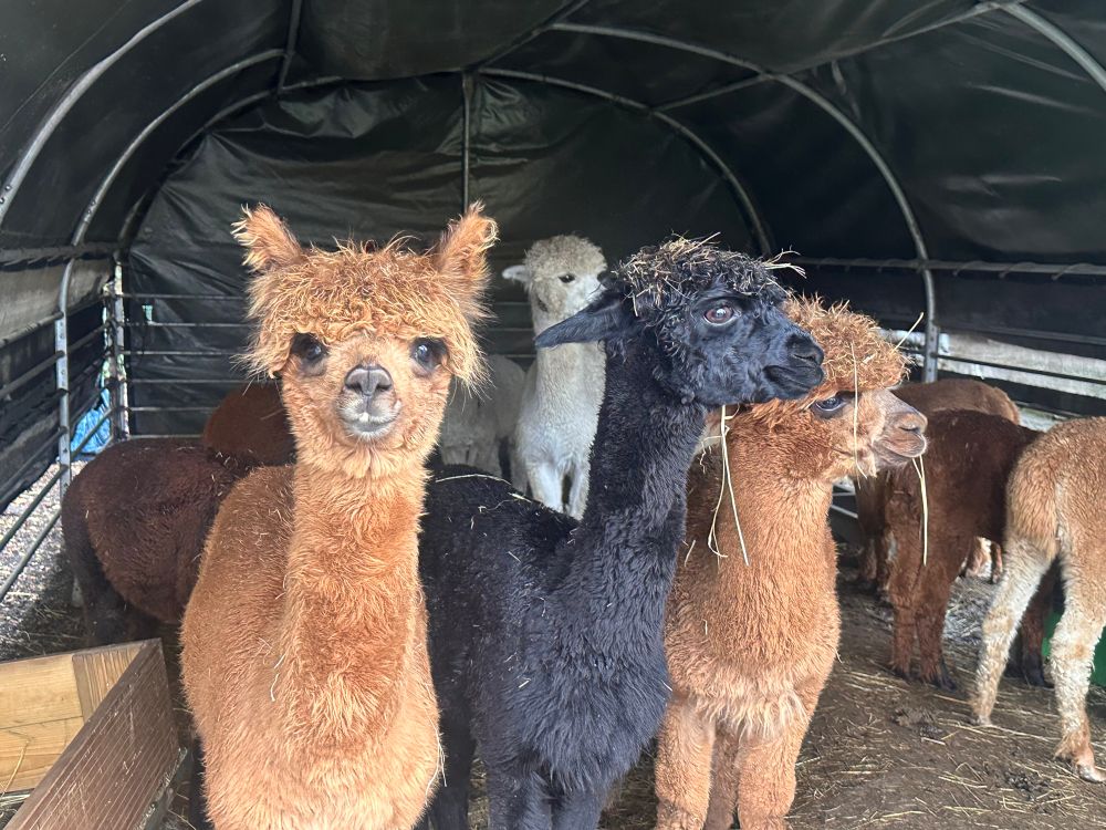 Alpacas 