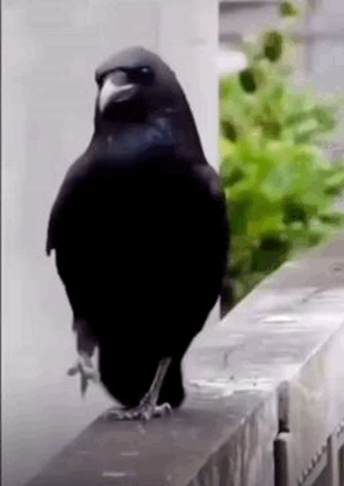 a black bird is standing on a ledge on a balcony .