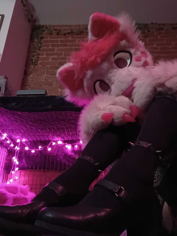 Gay pink catboy striking a pose! Holding his knees, staring down at the camera while in front of his kennel! He's wearing a cute pink collared sweater vest, but his lower half is all fishnets, pleather and spiked anklets!
