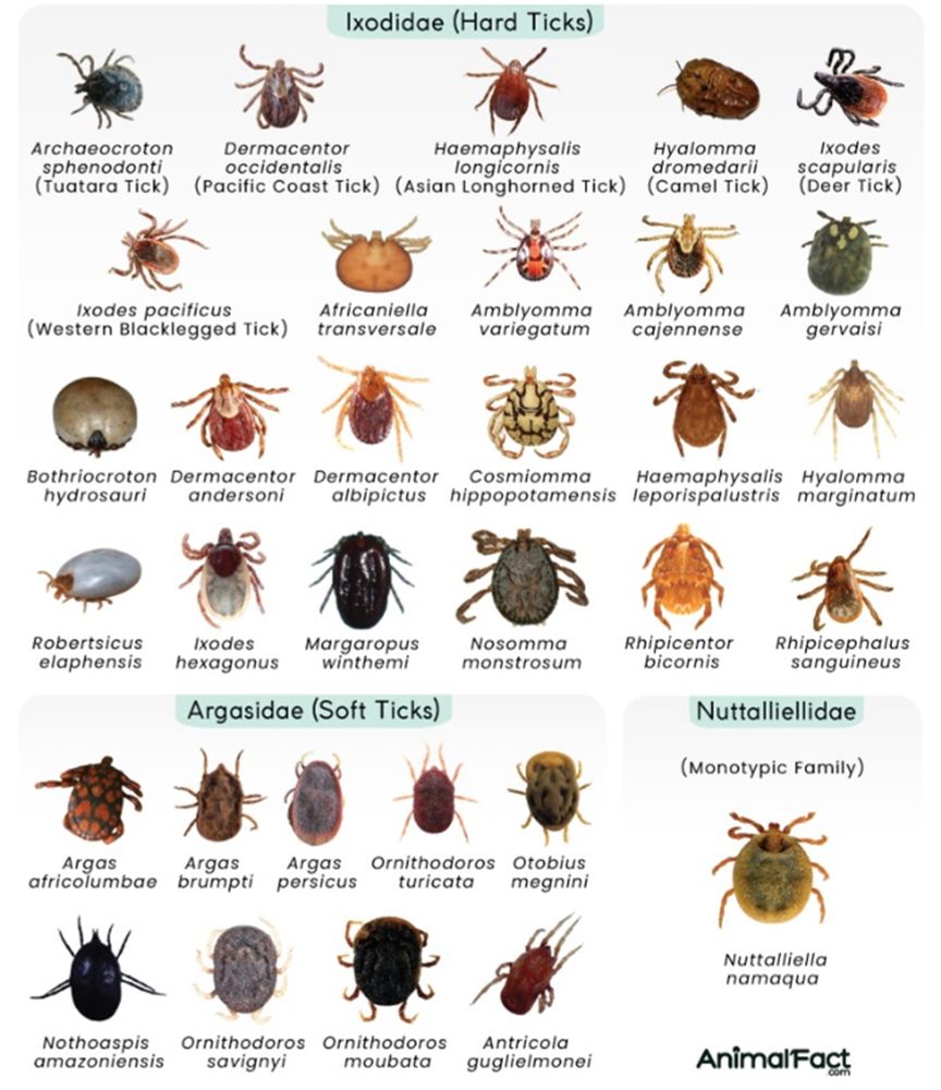 Ticks are ectoparasitic arachnids belonging to the order Ixodida under the superorder Parasitiformes. They are extremely resilient arthropods that feed solely on vertebrate blood, often acting as a vector for transmitting pathogens, such as bacteria, viruses, and protozoans, to the host’s body and causing infectious diseases.  