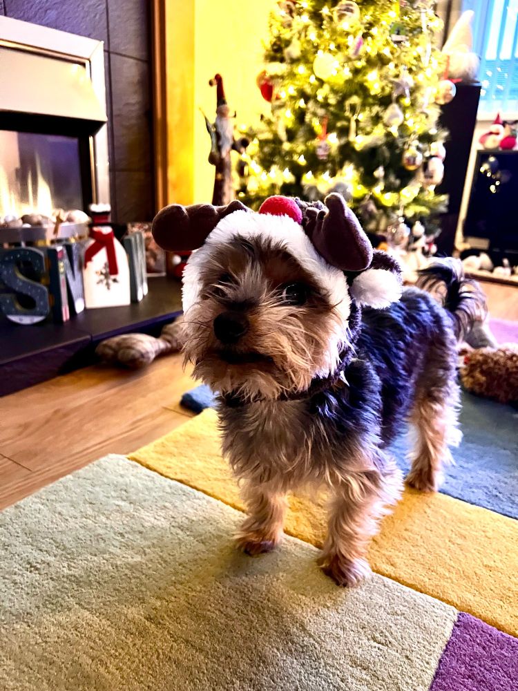 Yorkshire Terrier Dog standing near a Christmas tree with a Reindeer hat on looking grumpy