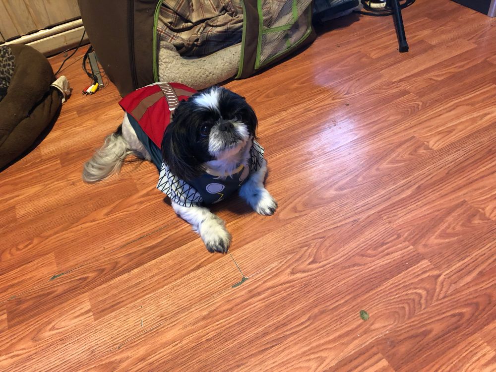Pup (black & white Shih Tzu) laying down on a hardwood floor & looking up, wearing a Thor costume 