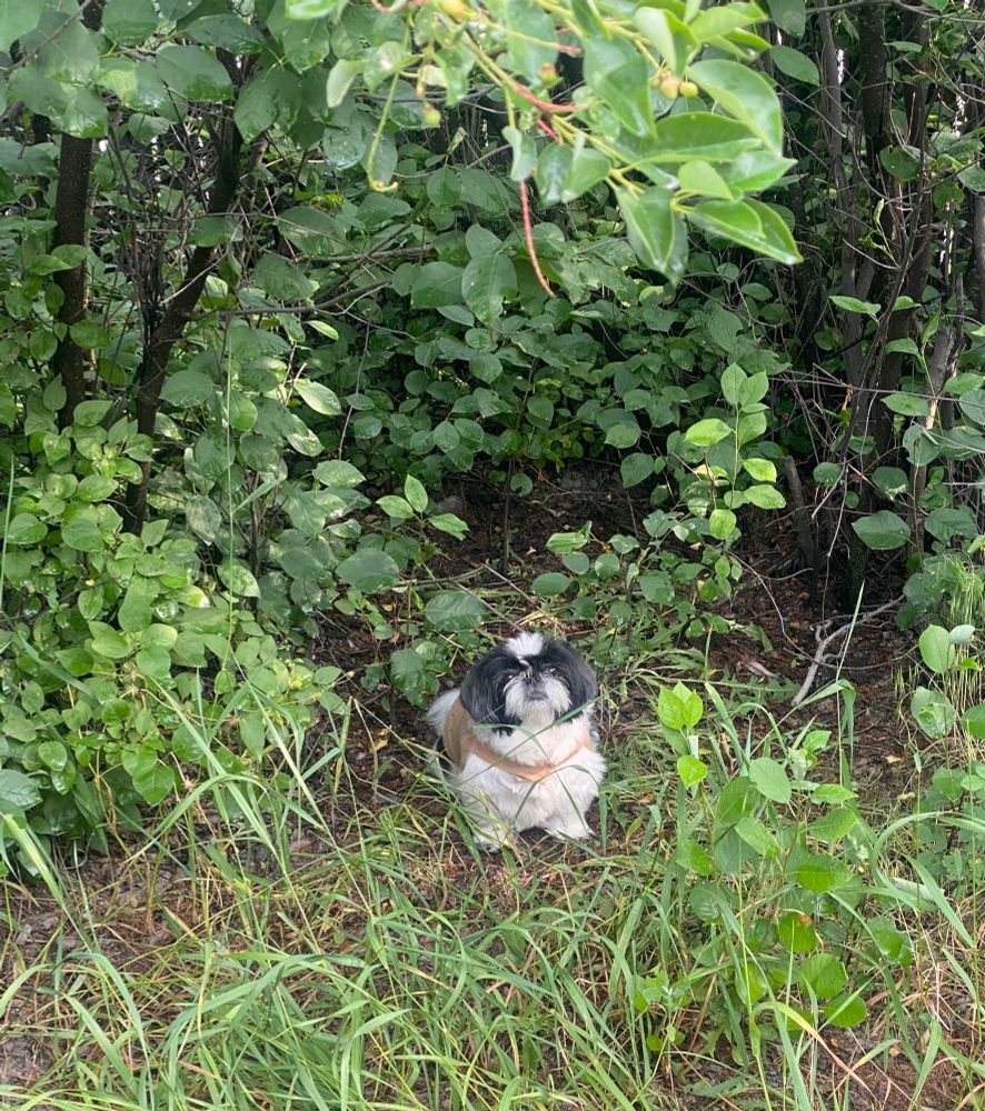 Pup (black & white Shih Tzu) sitting in the grass under some trees, looking forward. It’s hard to tell but she’s wearing a hot dog costume.