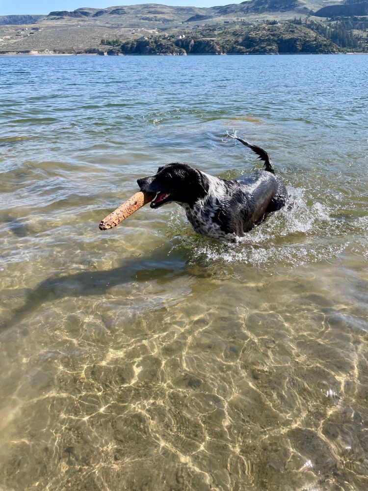Border collie dog up to her belly in water, dripping, coming out of the lake after fetching a piece of driftwood which sits cockeyed in her mouth, the shallow water has sand under it and across the lake are some green trees and shrubs